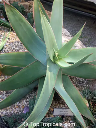 coral aloe striata succulent plant in rosette formation with visible identification label