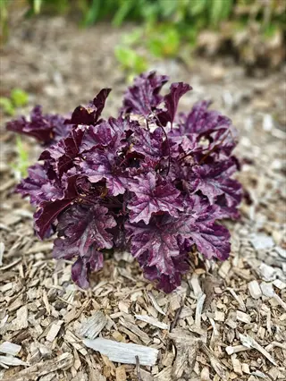 coral bells foliage featuring dense cluster of vibrant deep purple leaves with ruffled edges growing in mulched garden bed