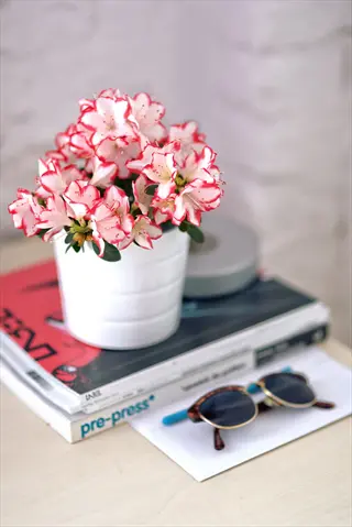 coral pink azalea container (white pot) on stacked books with sunglasses and blue pen nearby