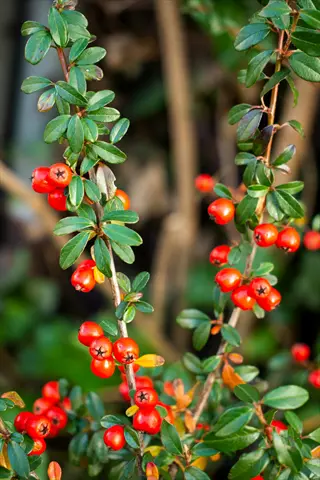 cotoneaster shrub with glossy green leaves and abundant bright red berries on branching stems
