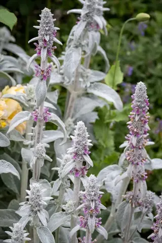 cotton boll lamb's ear plants with silvery fuzzy leaves and purple flower spikes in a garden