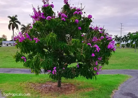 crape myrtle blooming with vibrant purple flowers in a grassy park setting near a pathway