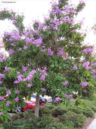 crape myrtle blooming with vibrant purple flowers in a parking area, surrounded by lush green foliage and parked cars