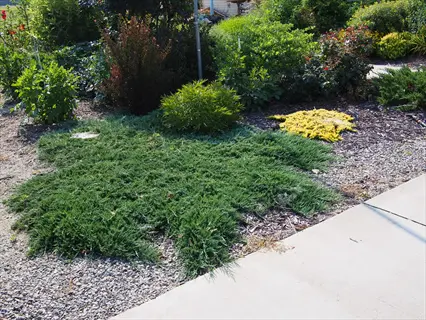 creeping juniper ground cover in a garden, spreading across gravel with other plants in the background
