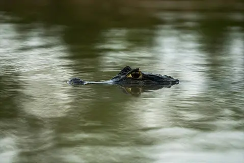 crocodile water ambush: partially submerged head with eye above murky water, demonstrating stealthy aquatic hunting tactics