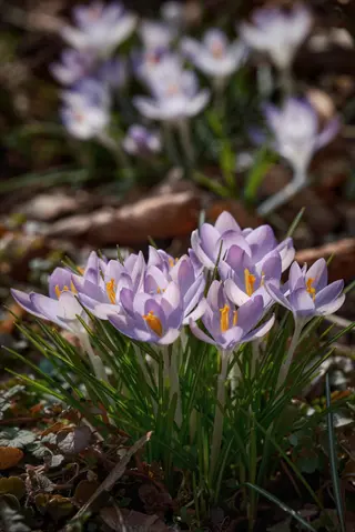 crocus flowers in early spring: cluster of purple blooms with yellow centers emerging through dry foliage