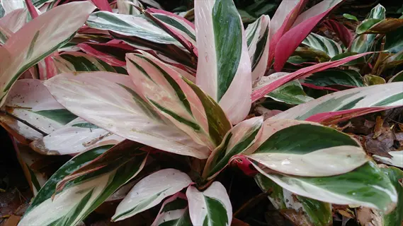 ctenanthe never never plant showcasing vibrant pink, green, and white striped foliage