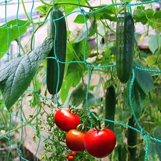 cucumber netting trellis supporting vertical growth of green cucumbers, red tomatoes, and leafy vines in a garden greenhouse setting