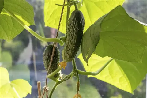 cucumber seedlings transplant with young cucumbers growing on vine near window