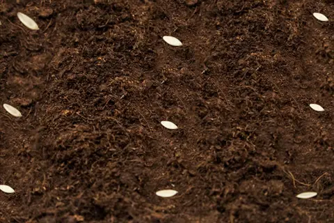 cucumber seeds planting in dark brown soil - close-up of multiple pale oval seeds on fertile earth