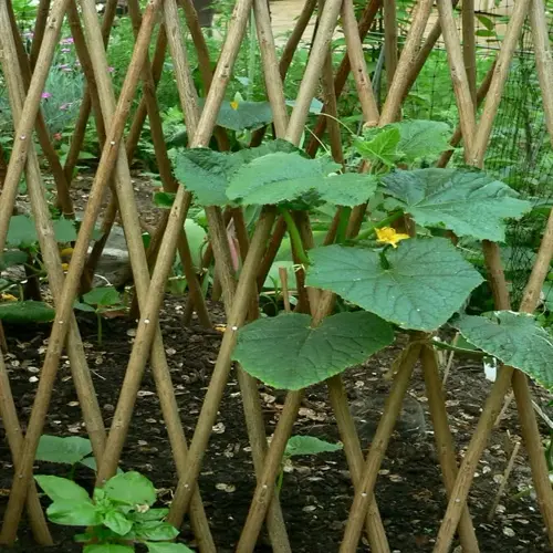 cucumber trellis garden with wooden stakes supporting lush green vines and yellow flowers