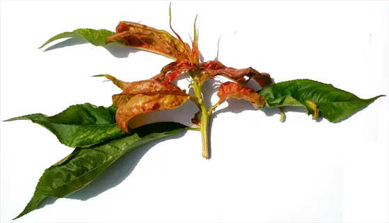 curled peach leaves with abnormal upward rolling, discoloration (green to reddish), and isolated arrangement on white background
