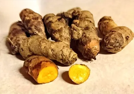 cutting turmeric rhizome pieces to expose vibrant yellow-orange flesh, prepared for planting