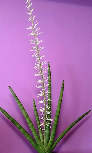 cylindrica snake plant (sansevieria cylindrica) with long cylindrical green leaves and tall white flower spike against solid purple background