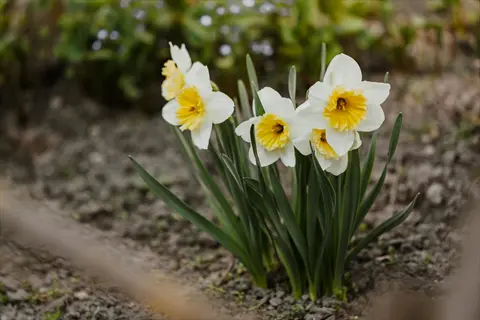daffodil flowers blooming in a garden with green leaves and soil, spring flowers