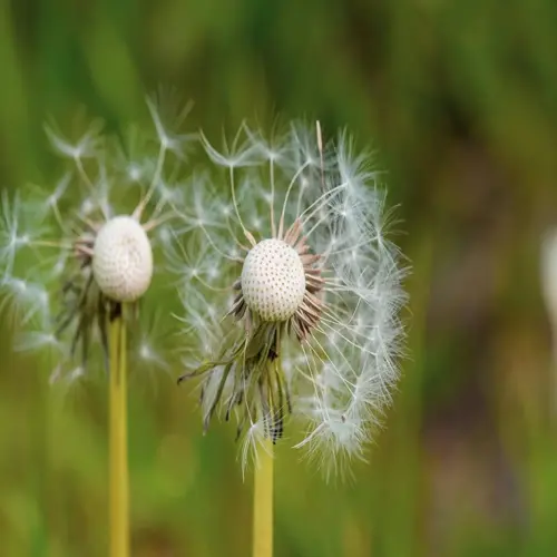 dandelion seeds floating in wind from two seed heads against blurred green background