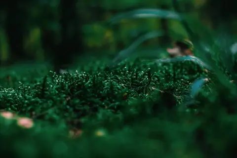 dark green mossy lawn closeup in a forest