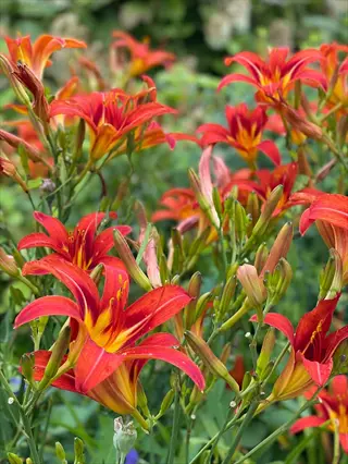 daylilies perennial flowers featuring vibrant red blooms with yellow centers and buds thriving in a lush garden