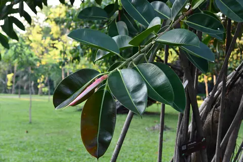 decora rubber plant branch with large glossy green leaves and new pinkish growth in a garden setting, showing aerial roots and a plant label