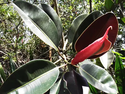 decora rubber plant with large dark green glossy leaves and prominent red new growth in sunlit natural outdoor setting