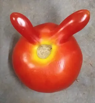 deformed tomato with severe catfacing, showing two horn-like protrusions and deep creases on a red fruit against gray background