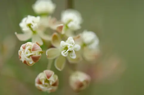 delicate cluster of milkweed flowers with white petals and subtle green-reddish hues in soft focus