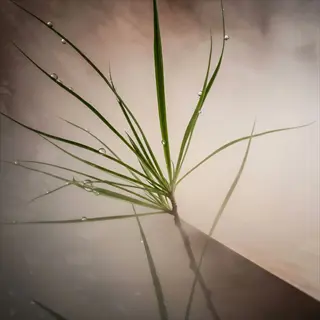 delicate plant with water droplets reflecting soft light in misty atmosphere, demonstrating light reflection plants for reflective surface enhancement