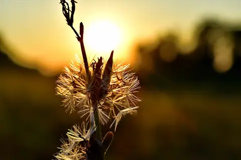 delicate seed heads with sharp shadow definition against golden sunset, demonstrating plant shadow sharpness in shadow clarity test