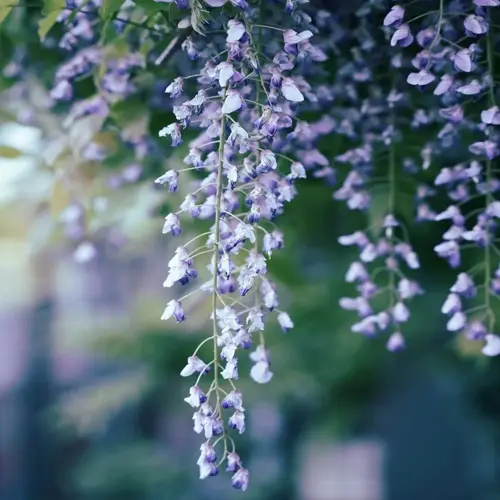 delicate wisteria flowers blooming in soft daylight, hanging from green foliage