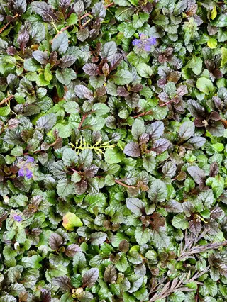 dense ajuga bugleweed ground cover with dark green and burgundy leaves featuring small purple flowers