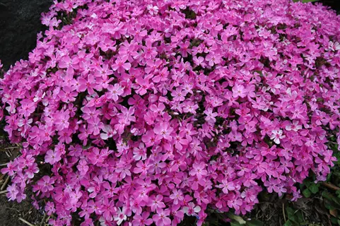 dense blanket of pink creeping phlox blooming on a slope, with countless small flowers covering the ground