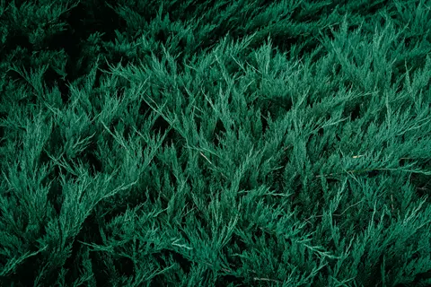 dense blue rug juniper ground cover with silvery-blue, scale-like foliage forming a mat