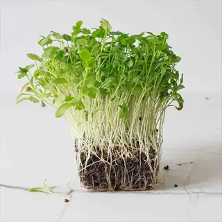 dense cilantro microgreens herbs growing from soil block with visible roots and vibrant green, feathery leaves