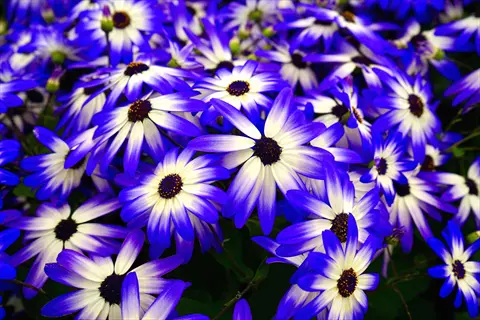 dense cluster of blue and white daisy-like flowers in full bloom, showcasing flowering plant pollination stage with dark centers and vibrant petals
