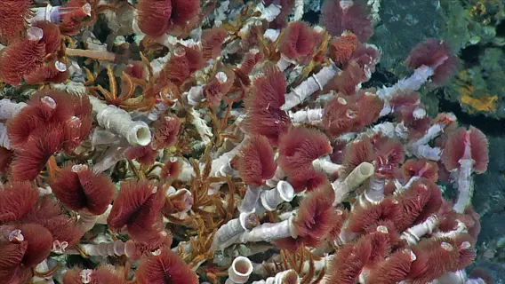 dense cluster of hydrothermal vent tubeworms with red plumes in deep-sea ecosystem