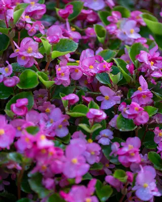 dense cluster of pink begonia flowers with glossy green leaves