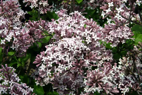 dense clusters of white and lilac blooms on a dwarf korean lilac bush