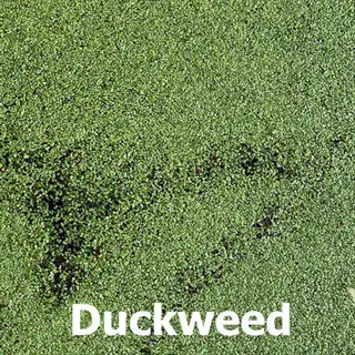 dense duckweed pond surface forming a green mat with visible plant roots, labeled 'duckweed'