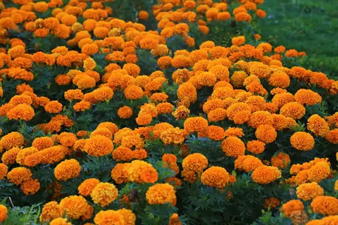 dense field of bright orange marigold flower edible blooms with green foliage in a sunny garden