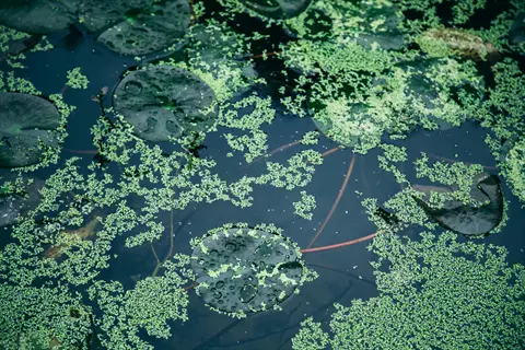 dense green duckweed covering water surface with other aquatic plants in dark pond water