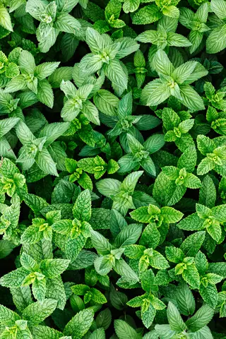 dense growth of fresh spearmint plant leaves with vibrant green serrated foliage