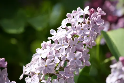 dense lilac purple clusters in full bloom with heart-shaped leaves and sun-dappled green background