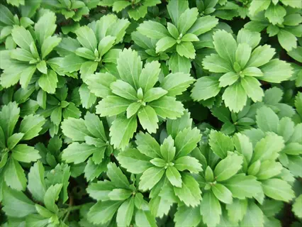 dense pachysandra shade ground cover with glossy, serrated green leaves forming a lush evergreen carpet
