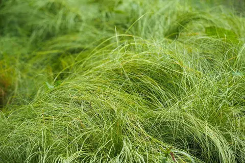 dense pennsylvania sedge lawn alternative featuring flowing green grass blades forming a soft, meadow-like ground cover