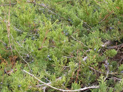 dense prostrate juniper ground cover with blue-black berries and textured evergreen foliage
