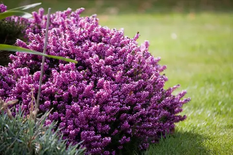 dense purple heather flowering plant in a sunlit garden with green grass and background foliage