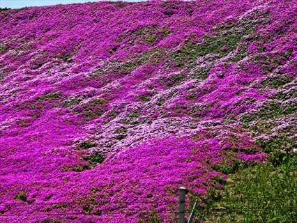 dense slope covered with vibrant creeping phlox flowers in purple and pink hues