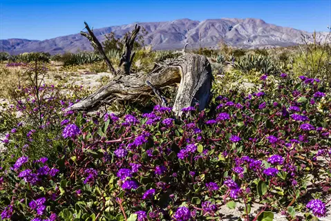 desert wildflower blooms emerging from wildflower seeds in sandy terrain near weathered trunk, mountains under clear blue sky
