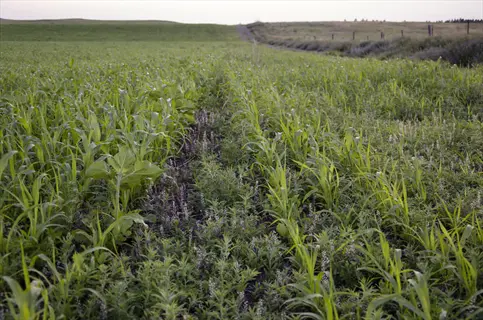 diverse cover crop mix in a field with tall grasses, broadleaf plants, and flowering species under a soft evening sky