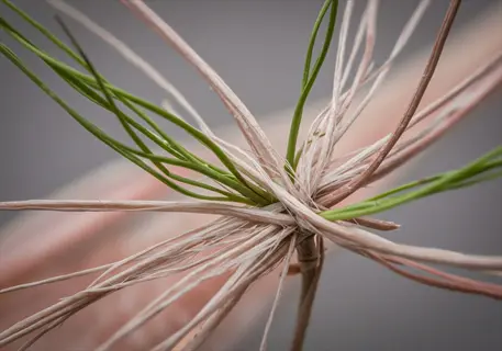 dividing perennial plant roots: close-up of fibrous root mass with emerging green shoots, showing new growth after division